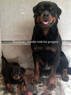 Pedigree biggest rottweiler male puppy of the litter