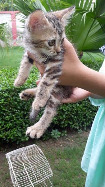 kitten for Sale 1