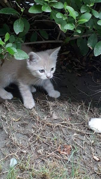 kitten for Sale 2