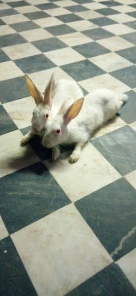 rabbit pair for sale 4