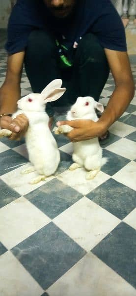 rabbit pair for sale 8