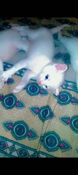 persian kitten bby for sale 0