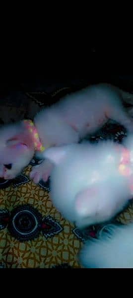 persian kitten bby for sale 1