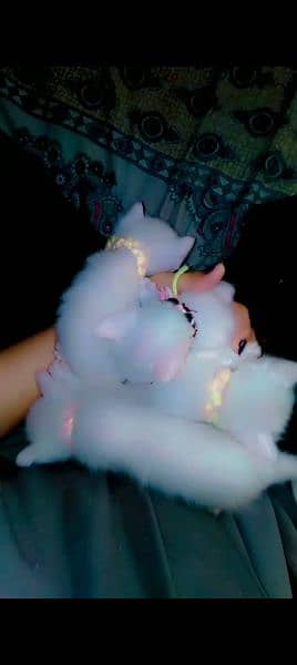 persian kitten bby for sale 2