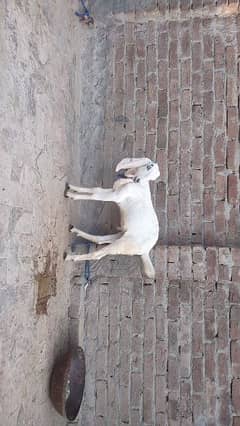 2male and 1 female goat baby for sale 03438729089 0