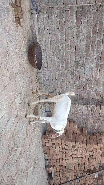 2male and 1 female goat baby for sale 03438729089 1