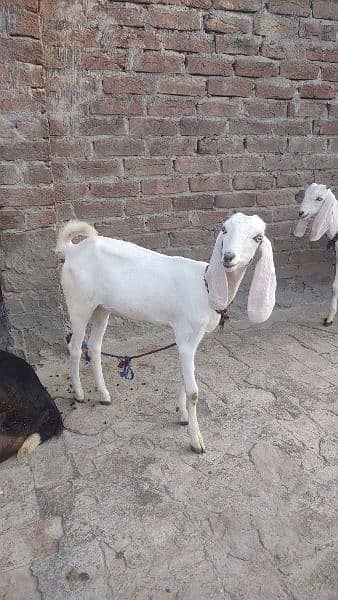 2male and 1 female goat baby for sale 03438729089 2