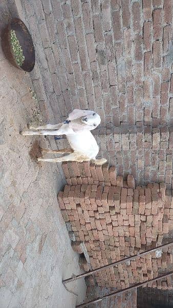 2male and 1 female goat baby for sale 03438729089 5