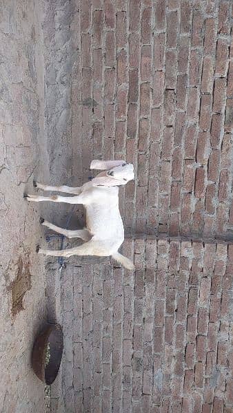 2male and 1 female goat baby for sale 03438729089 6