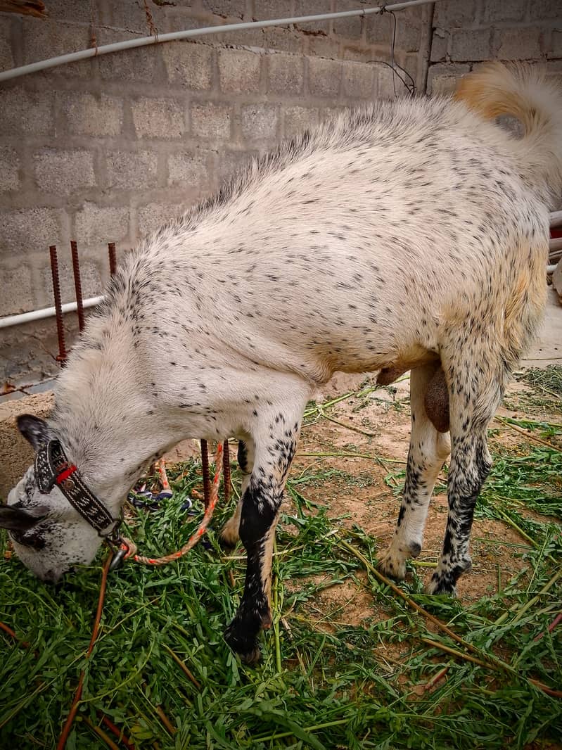 Beautiful Barbari Ando bakra , goat ,Sindhi bachay, golden urgent sell 0