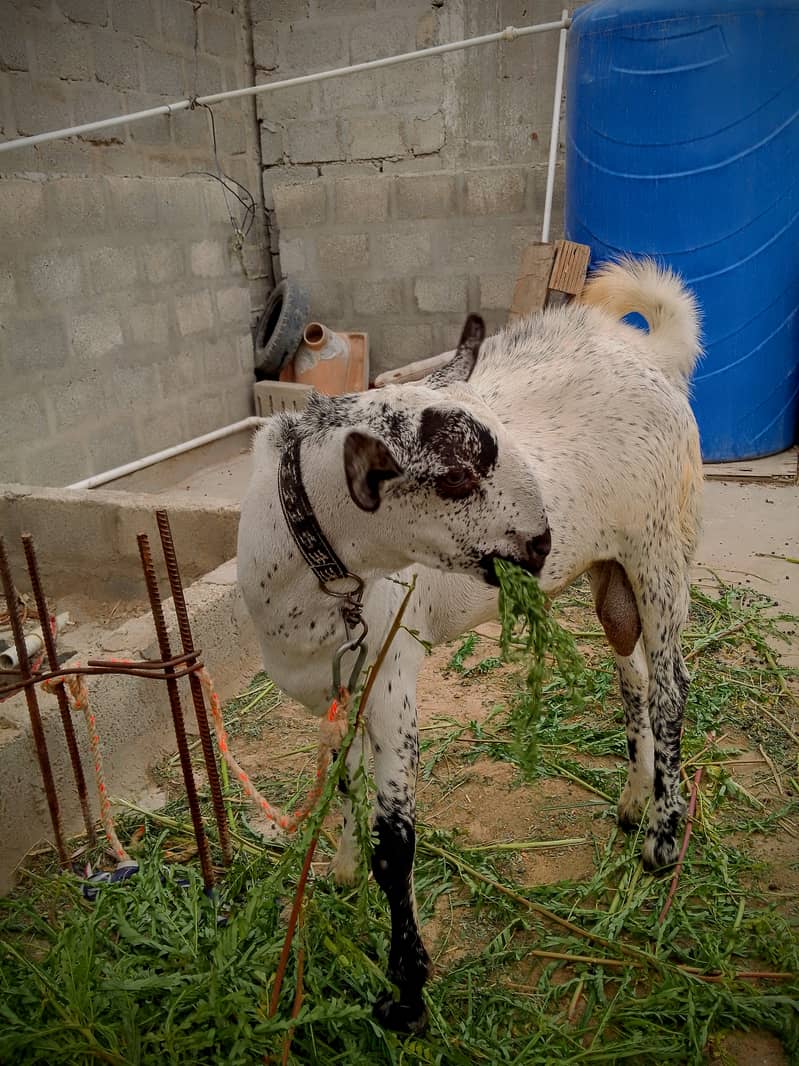 Beautiful Barbari Ando bakra , goat ,Sindhi bachay, golden urgent sell 1