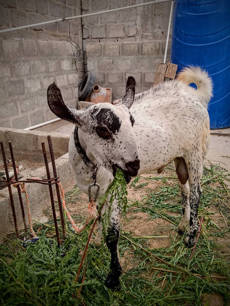 Beautiful Barbari Ando bakra , goat ,Sindhi bachay, golden urgent sell 2