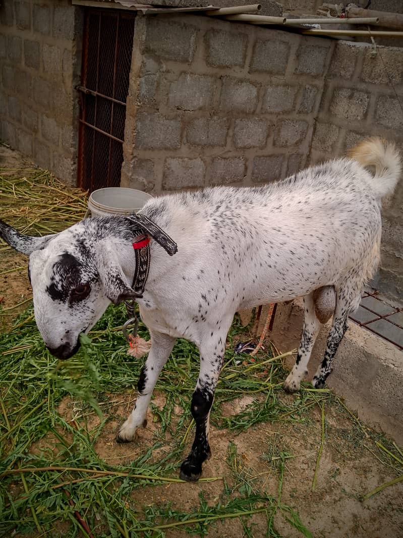 Beautiful Barbari Ando bakra , goat ,Sindhi bachay, golden urgent sell 3