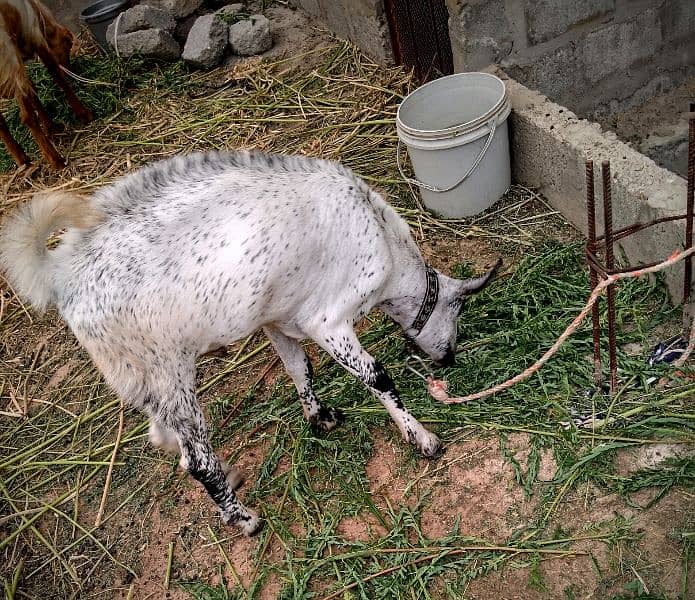 Beautiful Barbari Ando bakra , goat ,Sindhi bachay, golden urgent sell 5