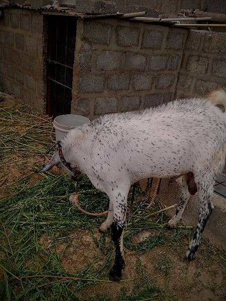 Beautiful Barbari Ando bakra , goat ,Sindhi bachay, golden urgent sell 6