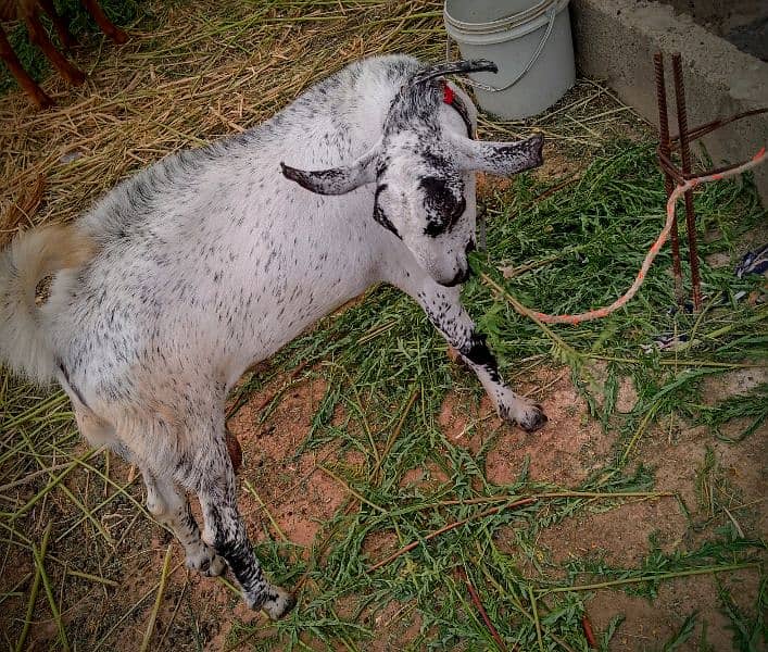 Beautiful Barbari Ando bakra , goat ,Sindhi bachay, golden urgent sell 7