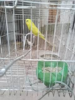 yellow parrot