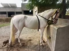 horse for sale age 3 year