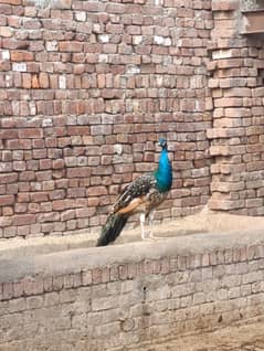 Two healthy male peacock for sale