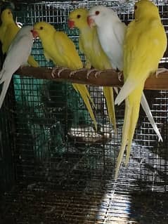 Yellow ringneck 2 chicks