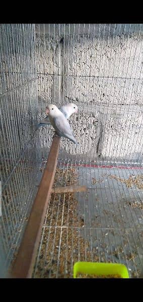 breeder lovebirds pair 1