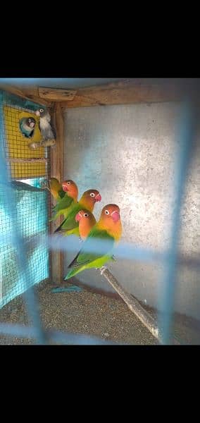 breeder lovebirds pair 2