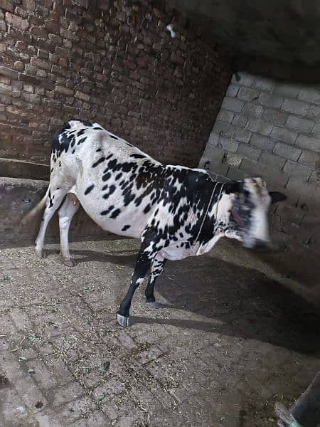 Pregnant cow. 0