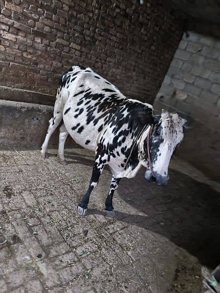 Pregnant cow. 2