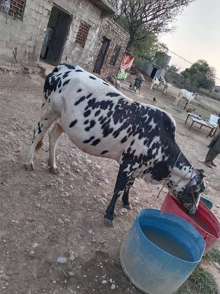 Pregnant cow. 4
