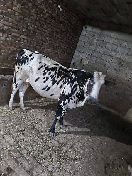 Pregnant cow. 5