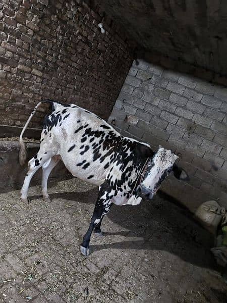 Pregnant cow. 6
