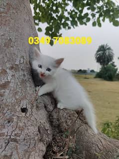 2 months of age Persian 3 cubs for sale 0