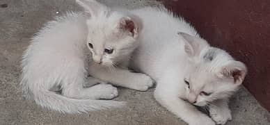 Persian Single Coated kittens pair for Sale
