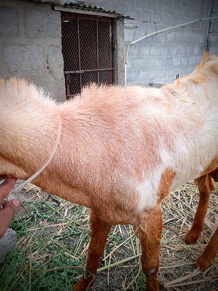 Beautiful Barbari Ando bakra , goat ,Sindhi bachay, golden urgent sell 9