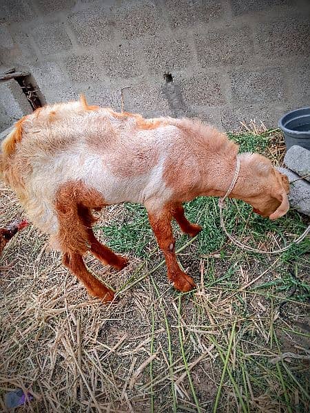 Beautiful Barbari Ando bakra , goat ,Sindhi bachay, golden urgent sell 12