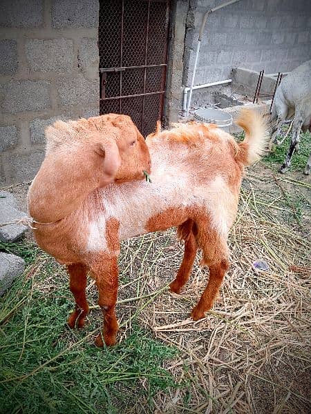 Beautiful Barbari Ando bakra , goat ,Sindhi bachay, golden urgent sell 13