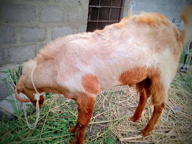 Beautiful Barbari Ando bakra , goat ,Sindhi bachay, golden urgent sell 14