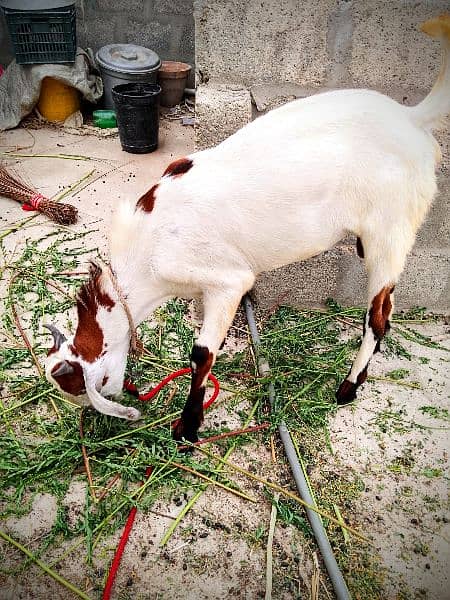 Beautiful Barbari Ando bakra , goat ,Sindhi bachay, golden urgent sell 15