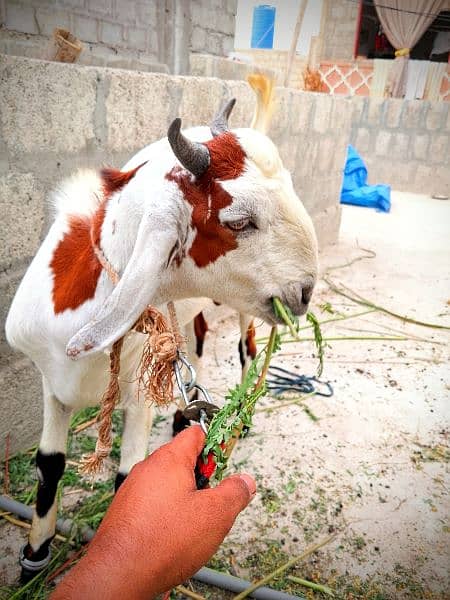 Beautiful Barbari Ando bakra , goat ,Sindhi bachay, golden urgent sell 16