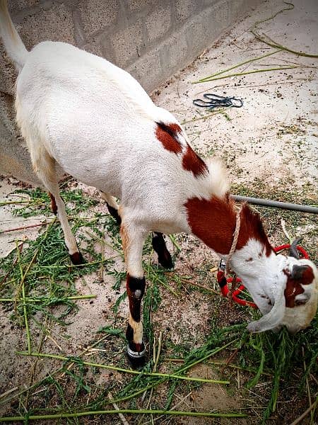 Beautiful Barbari Ando bakra , goat ,Sindhi bachay, golden urgent sell 17