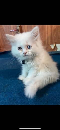 kittens avilable long coat beautiful eyes and face play full kittens