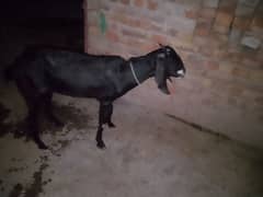 phla sua goat for sale 1kg Doud h bkri ka ps bachae nai hs sat 0