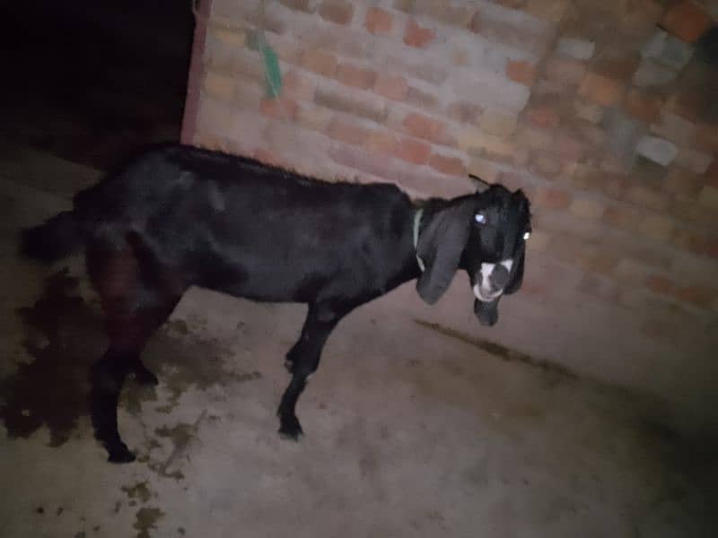 phla sua goat for sale 1kg Doud h bkri ka ps bachae nai hs sat 1