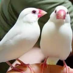 white java finches pair