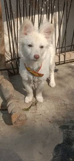Female Dog White Color