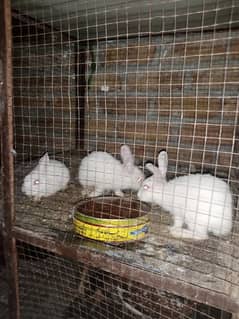 desi white red eyes rabbits age(3 weeks) 0