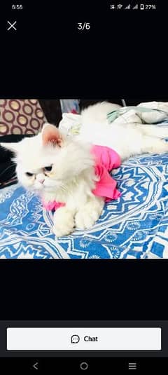 pure Persian cat 0