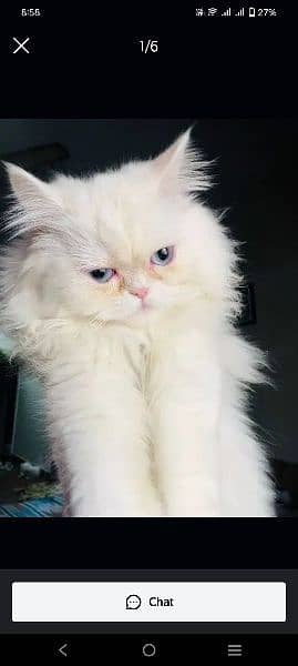pure Persian cat 1