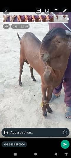 desi Bakra for sale WhatsApp number on 03262867305