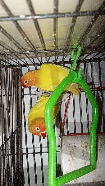 lutino personata black eye Breeder pair 1